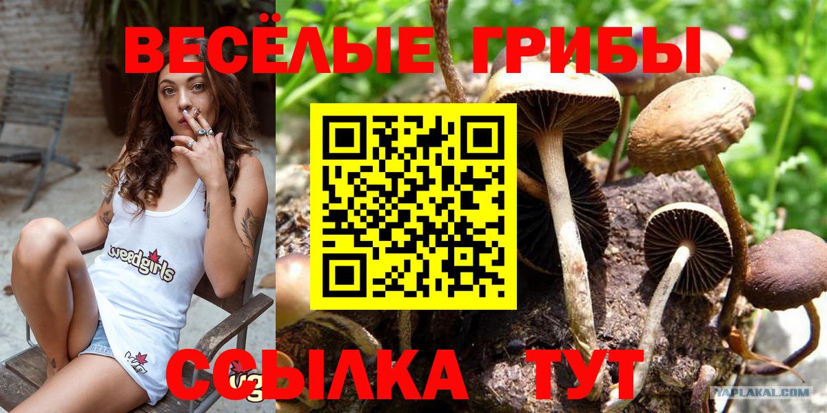 Псилоцибиновые грибы мицелий Кашира
